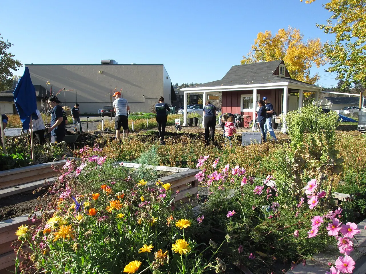 A community garden volunteer day